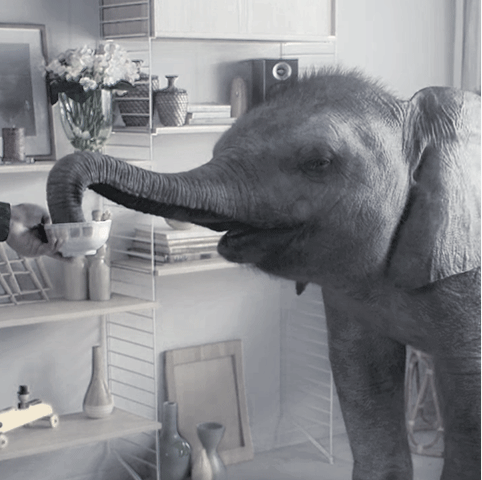 baby elephant inside a room eating from a persons hand